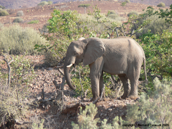 Palmwag - elephant du desert (3)